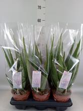 ALOE VERA Barbadensis 14/45cm