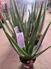 ALOE VERA Barbadensis 14/45cm