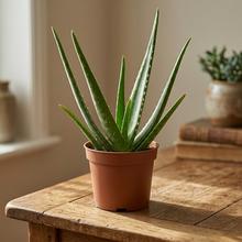 ALOE VERA Barbadensis 14/45cm