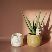 ALOE VERA Barbadensis 14/45cm