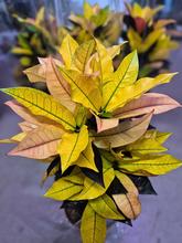 CODIAEUM var. KL 'Mrs Iceton' 19