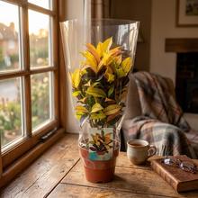 CODIAEUM var. KL 'Mrs Iceton' 19