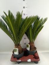 CYCAS REVOLUTA XXL 14/55cm - FLORASYSTEM
