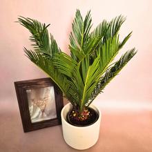CYCAS REVOLUTA XXL 14/55cm