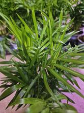 Izbová rastlina Chamaedorea elegans