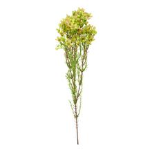 WAXFLOWER 80x15x12CM ŽTÝ - FLORASYSTEM