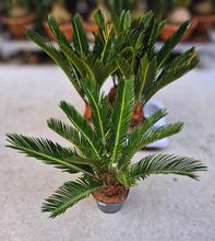 CYCAS REVOLUTA XXL 14/55cm v kvetináči