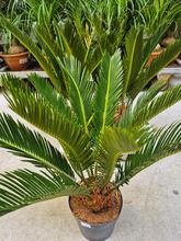 CYCAS REVOLUTA XXL 14/55cm v kvetináči