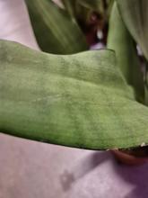 Rastlina SANSEVIERIA trifa. 'Moonshine' v kvetináči.