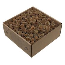 Casurina natur 430g suš - FLORASYSTEM