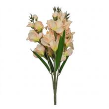KYTICA GLADIOLA x5 BL.MARHUĽOVÁ 75CM - FLORASYSTEM
