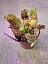 Miešanica črepníkových kvetov Sarracenia.