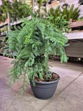 ARAUCARIA 30/85cm - FLORASYSTEM