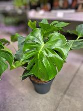 Izbová rastlina MONSTERA Taury v črepníku.