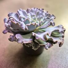 ECHEVERIA 13 - FLORASYSTEM