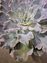 Rastlina Echeveria v kvetináči