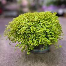 SOLEIROLIA MIX 13/14cm - FLORASYSTEM