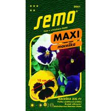 Semená sirôtky veľkokveté XXL 15s