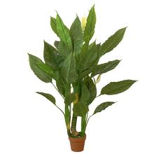 25FLK0808 STROM SPATHIPHYLLUM 140CM - FLORASYSTEM