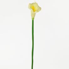 KS CALLA CREAM 67CM - FLORASYSTEM