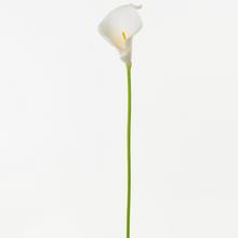 KS CALLA BIELA 38CM /10 - FLORASYSTEM