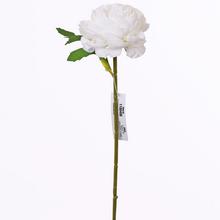 KS Ranunculus ,biely, ružový 29cm - FLORASYSTEM