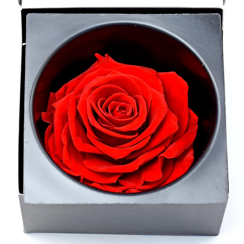 Ruža preparovaná 9cm VIBRANT RED /ks