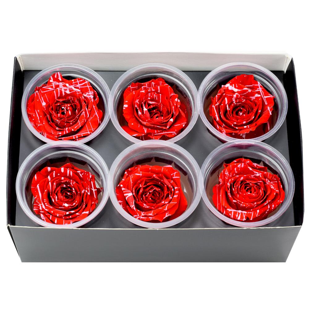 Ruža preparovaná 6cm RED STRIPE /ks