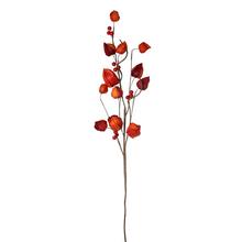 Vetvička physalis oranžová s bobuľami.