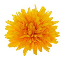 Žltá hlava chryzantémy s priemerom 16 cm.