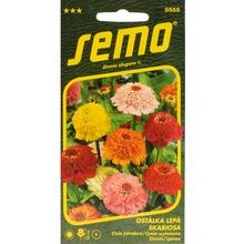 Semená Cínia Scabiosa 0,6g od SEMO.
