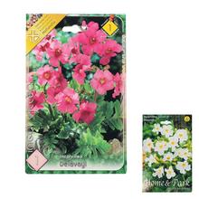 Miešanica cibuľovín Incarvillea s ružovými kvetmi.