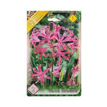 Cibuľoviny Nerine Bowdenii v obale.