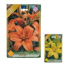 Cibuľoviny LALIA asiatic žltá a oranžová