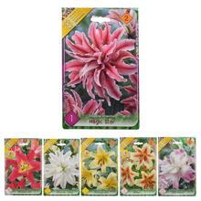 Sada cibúľ LALIA MIX s rôznymi farbami kvetov.