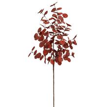 Bordový konár eukalyptu cinerea s listami.