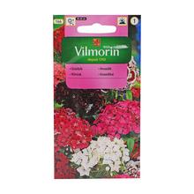 Semená klinček bradatý 1g