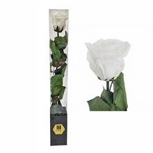 Ruža preparovaná so stonkou biela, 50 cm