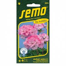 Semená muškátu Jarka F1