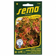 Semená KOLEUS COLOCHA SCARLET 40s