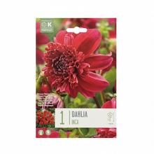 Balenie cibuľoviny Dahlia Inca.
