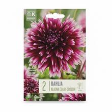 Balenie cibuľovín DAHLIA ALAUNA CLAIR-OBSCUR 2ks.