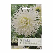 Sada cibúľ DAHLIA TSUKI-YORI-NO-SHISHA 2ks