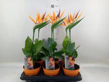 Izbová rastlina STRELITZIA Nicolai s umelým kvetom.