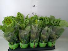 'Izbová rastlina Maranta ''Kerchoveana''.'