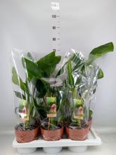 Izbová rastlina STRELITZIA Nicolai v plastovom obale.