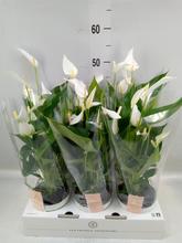 Rastlina ANTHURIUM andr. 'Banderola Cava' v kvetináči.