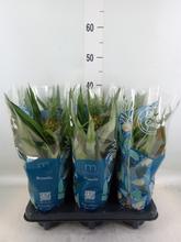 Rastlina ANANAS Mi Amigo v črepníku.