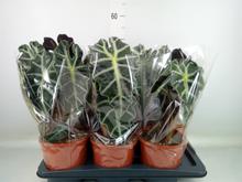 Rastlina Alocasia Polly v kvetináči.