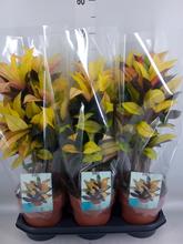 Rastlina CODIAEUM var. KL 'Mrs Iceton' 19 v kvetináči.